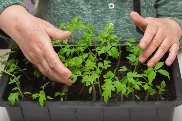 Genç domates fidanlarıyla ilgilenen kadın ellerinin yakın çekimi..