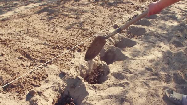 A man spreads manure with a shovel close-up in the holes for planting potatoes. — Stockvideo