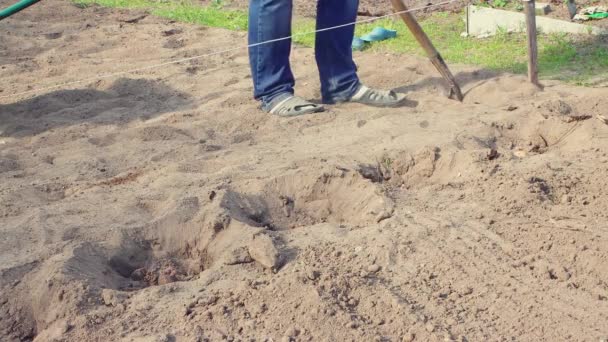 A man buries the planted potato tubers with a shovel. — Stok video