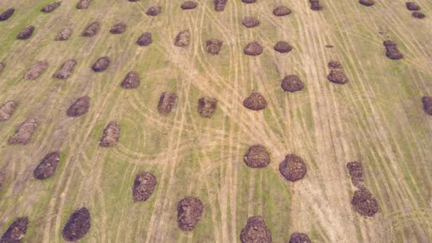 Manure heaps in a farm field lie in even rows, aerial view. — Stock Video
