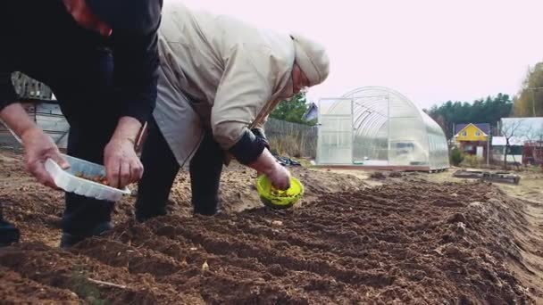 Ein älterer Mann und eine ältere Frau pflanzen Zwiebelsetzlinge auf das Gartenbeet. — Stockvideo