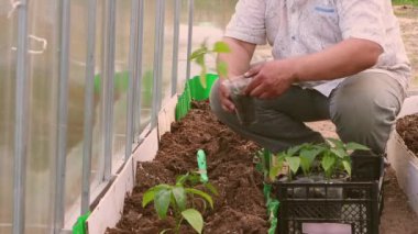 Bahçe yatağındaki bir seraya biber tohumu eken bir adamın yakın çekimi..