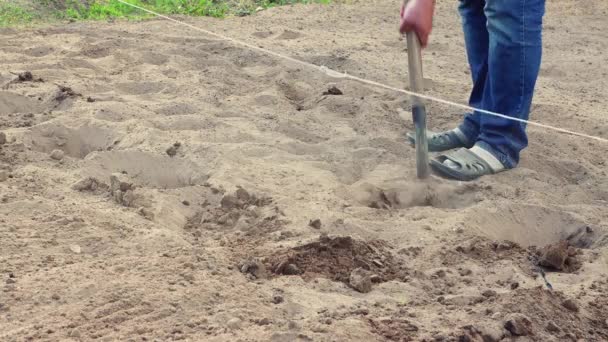 Mężczyzna zakopuje sadzone bulwy ziemniaka z łopatą zbliżenie. — Wideo stockowe