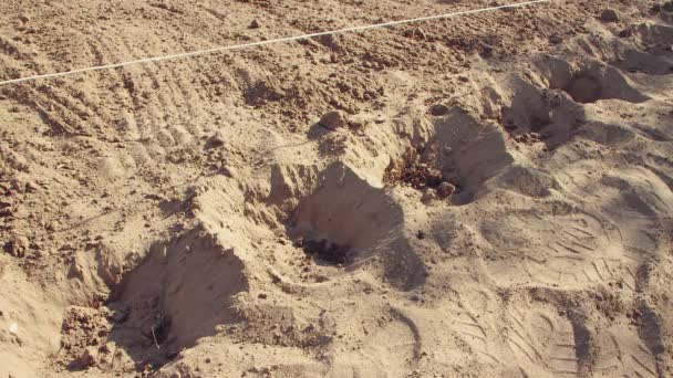 Un homme avec sa main plante des tubercules de pomme de terre dans les trous gros plan. — Video