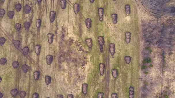Aerial view of heaps of manure lying in even rows in a field. — Stock Video
