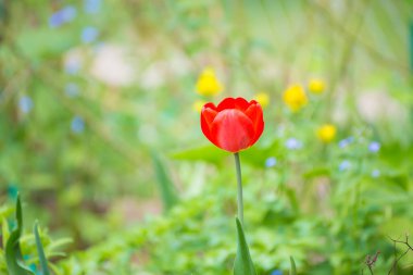 Yeşil otların arka planında kırmızı lale. Kopyalama alanı var.