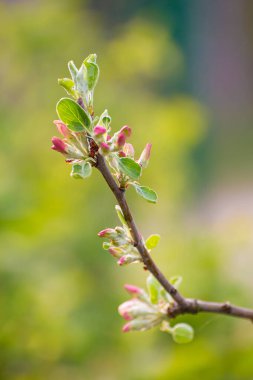 Yeşil yapraklı elma ağacı çiçeklerinden oluşan pembe tomurcuklar..