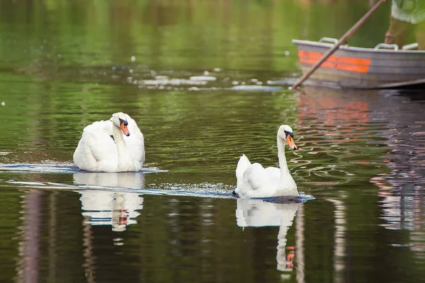 Two white swans close-up beautifully swim along the lake side by side. — Stock Photo, Image