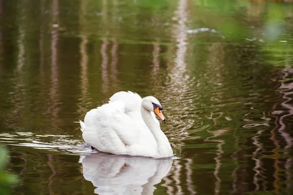 Nære på. Hvite svaner svømmer på sjøen, reflektert i vannet.. – stockfoto