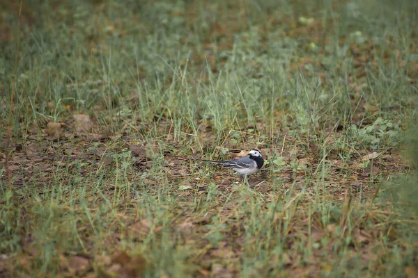 Um pequeno pássaro senta-se na grama e olha para a câmera para nós. — Fotografia de Stock