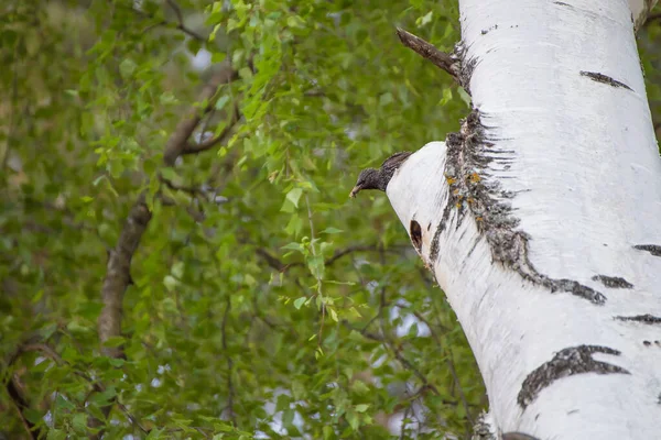Sığırcık, gagasında bir böcekle bir ağaca oturur ve izler.. 