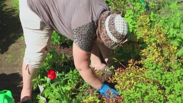 Närbild kvinna planterar en ros och häller vatten från en vattenkanna. — Stockvideo