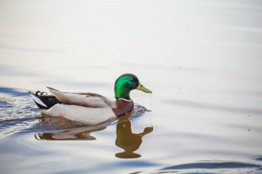 Mallard ördeği göle yakın yüzüyor, suya yansıyor..