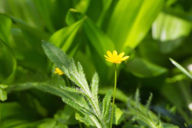 Yeşil yapraklı sarı yapraklı küçük çiçek., 