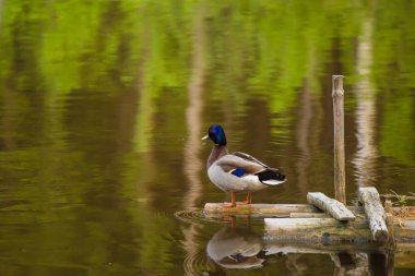 Yeşil başlı bir yaban ördeği tahta bir köprünün kenarında duruyor.