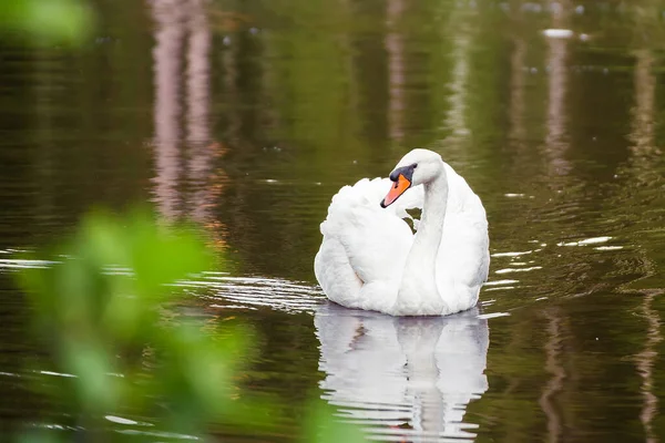 Close-up de um elegante cisne branco flutua no lago, refletido na água. — Fotografia de Stock