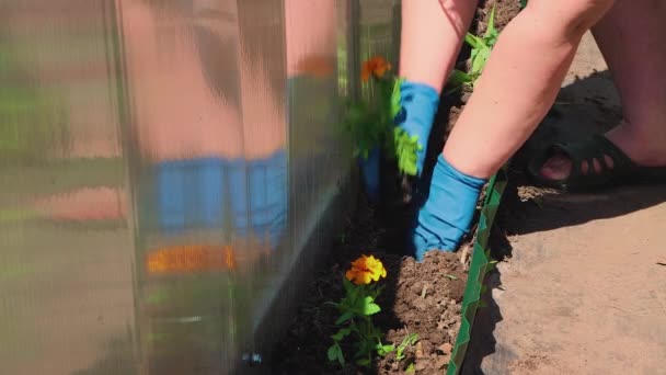 Une femme en gants plante des fleurs jaunes dans un lit étroit. — Video