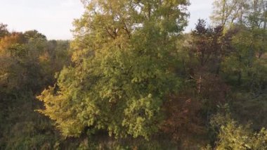 Gün batımında ağaçlık bir alanda bir kuadkopteri kuş bakışı görmek..