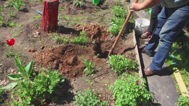 El padre suelta la tierra con una pala, el hijo sostiene un árbol arbolito. — Vídeos de Stock