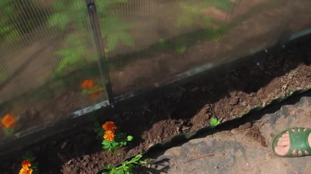 Eine Frau pflanzt junge orangefarbene Blumen auf das Gartenbeet. — Stockvideo