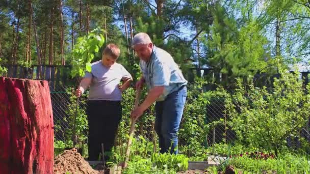 Il ragazzo mette una giovane piantina nel buco, il padre la copre con la terra.. — Video Stock