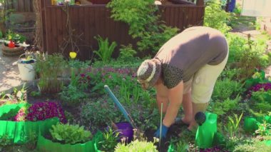 Kadın eğilir ve deliğe genç bir gül çalısı diker..