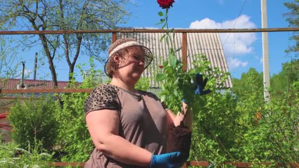 Een vrouw met een hoed inspecteert een jonge rode rozenstruik. — Stockvideo