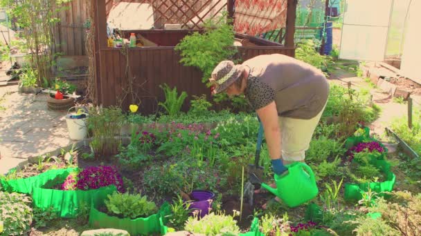 Eine Frau beugt sich über ein Bewässerungsloch, um eine Rose zu pflanzen — Stockvideo