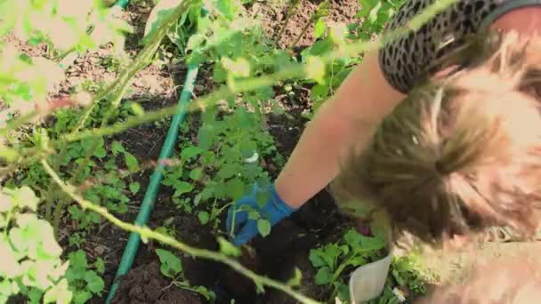 Een vrouw plant een jonge roos zaailing met haar handen in een bloembed. — Stockvideo