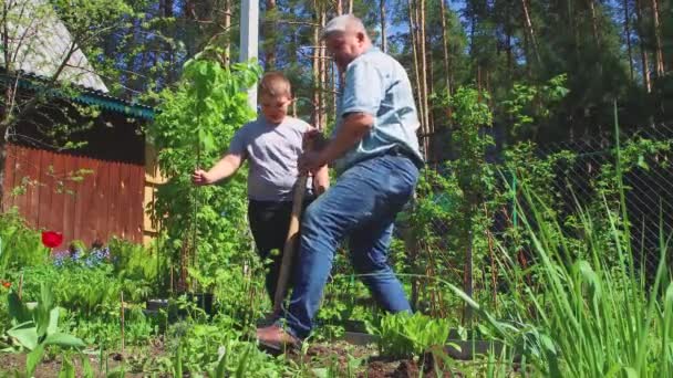 Chłopiec trzyma zieloną sadzonkę, ojciec kopie dziurę łopatą.. — Wideo stockowe