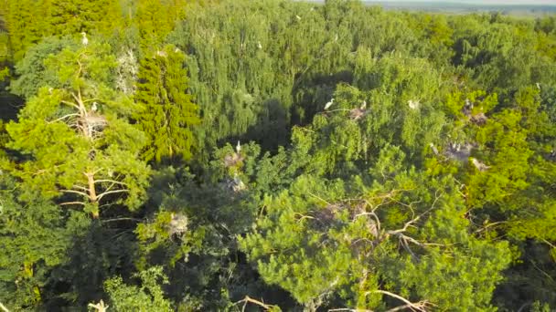 Panorama de copas de árvores com ninhos de garças cinzas. — Vídeo de Stock