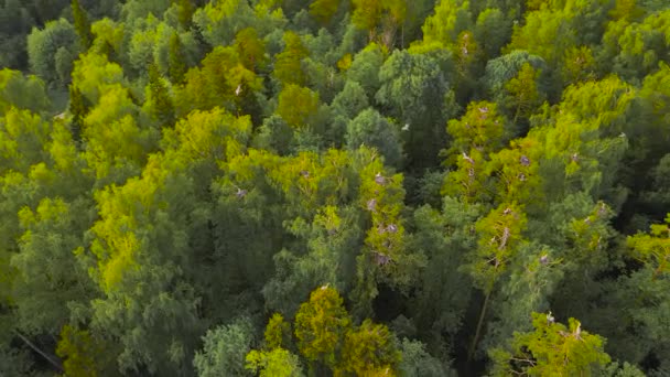 Graureiher fliegen schön, nisten in Bäumen. — Stockvideo