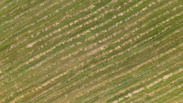 Ruimte panoramisch uitzicht met een drone op een abstract lineair patroon in het veld — Stockvideo