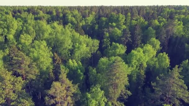 Široké volné plochy lesa, vysoké jehličnany, majestátní výhled ze vzduchu. — Stock video