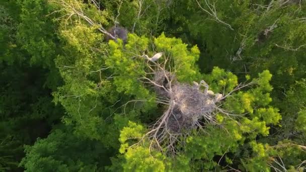 Nest of gray herons with chicks, top view. — Stock Video