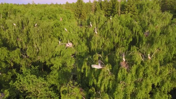 Bellissimo volo panoramico di aironi grigi sulle cime degli alberi nidificanti. — Video Stock