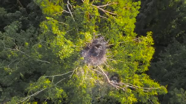 Draufsicht auf Nester von Graureihern mit Küken. — Stockvideo