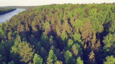 Ormanın geniş açık alanları, yüksek kozalaklı ağaçlar, nehir ufkun ötesine geçer.