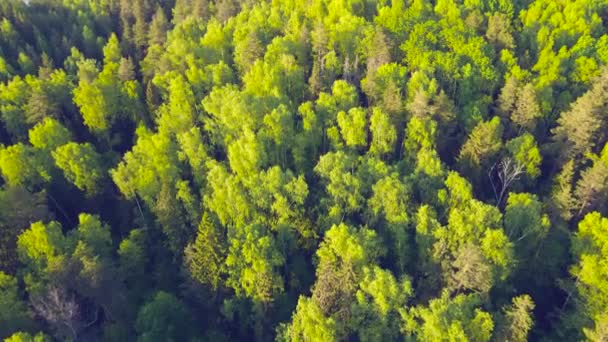 Široké volné plochy lesa, vysoké zelené jehličnaté stromy, letecký výhled. — Stock video