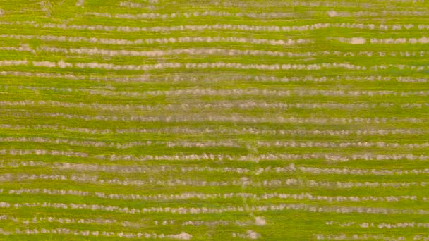 Schöne Panorama-Luftaufnahme auf einem abstrakten linearen Muster im Feld. — Stockvideo