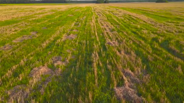 Uitzicht vanuit de lucht op prachtige landbouwplantages, velden. — Stockvideo
