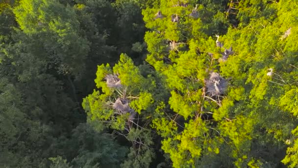 Vista superior de ninhos de garças cinzentas com pintos ao pôr do sol. — Vídeo de Stock
