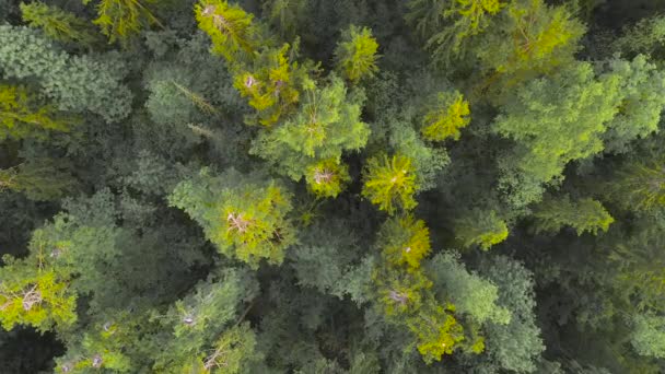 Aironi grigi siedono con grazia nei loro nidi sulla cima degli alberi. — Video Stock