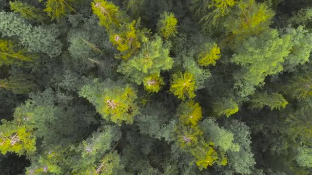 Grijze reigers zitten gracieus in hun nesten op de toppen van bomen. — Stockvideo