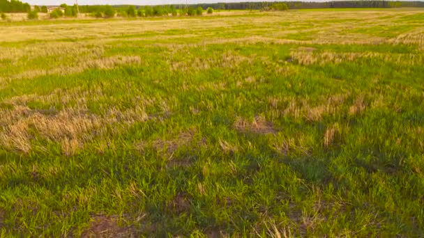 Запись беспилотника о прекрасной сельскохозяйственной плантации, полях. — стоковое видео