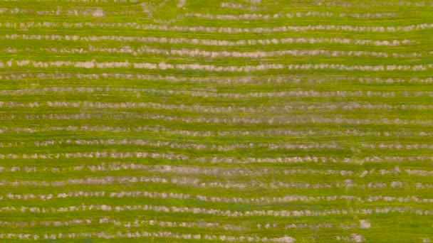 Vue aérienne panoramique d'un motif linéaire abstrait sur le terrain. — Video