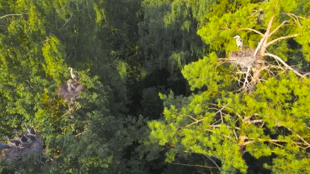 Prachtig panorama van boven naar de nesten van grijze reigers in de avond. — Stockvideo