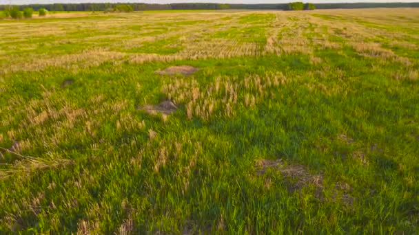 Aufnahmen von unbemannten Luftfahrzeugen: wunderschöne landwirtschaftliche Plantagen, Felder. — Stockvideo