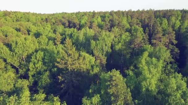 Ampi spazi aperti della foresta, alte conifere e l'orizzonte in lontananza — Video Stock