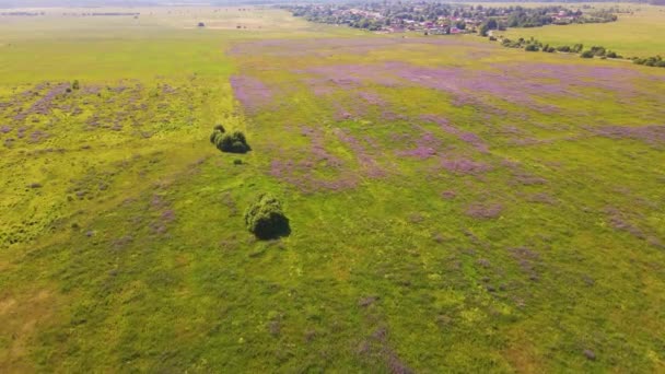 Fliederlupinen blühen auf einem weiten Feld, Blick von oben. — Stockvideo